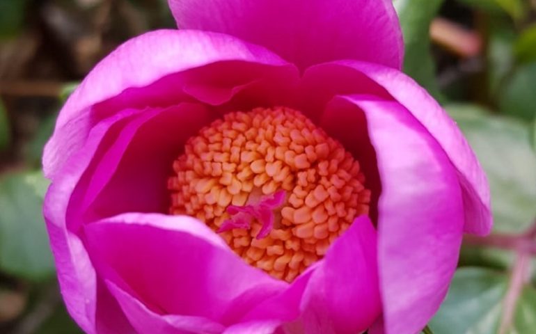 Bellezza e dove trovarla: gli scatti che immortalano la peonia in tutto il suo splendore