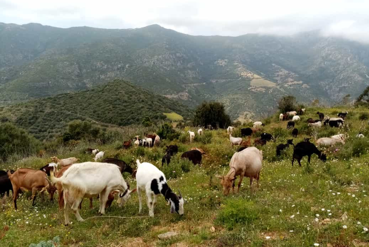 Le foto dei lettori. Capre al pascolo sulle alture di Lanusei