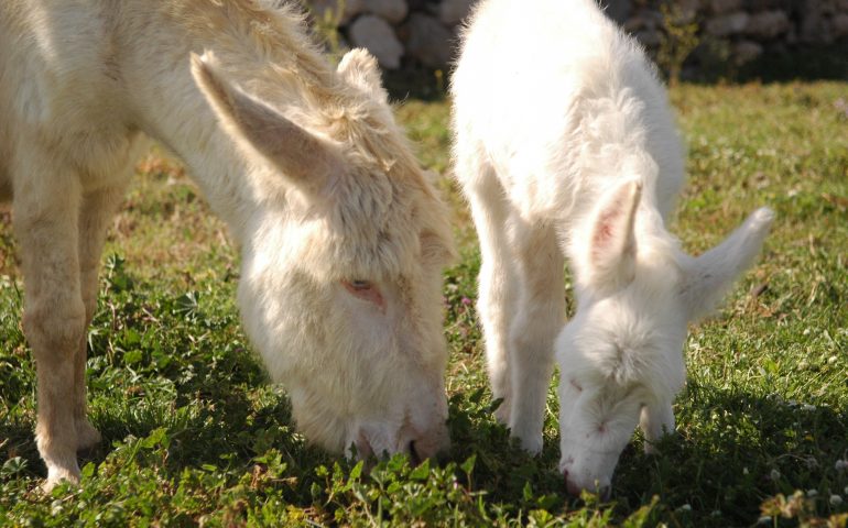 Parte la campagna #restiamoacasainsiemealparco Nazionale dell’Asinara. Martedì 7 aprile il primo incontro