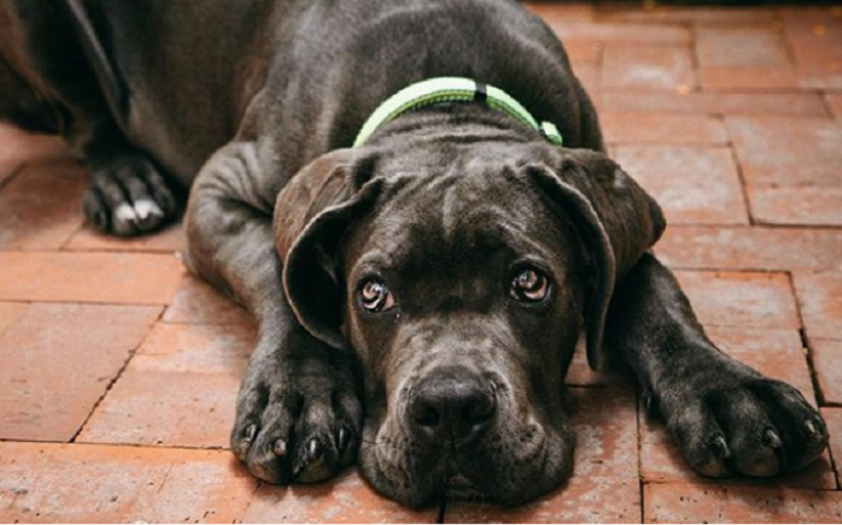 Sport bestiale nei paraggi di casa: come stare in forma con il proprio cane rispettando le restrizioni? La guida