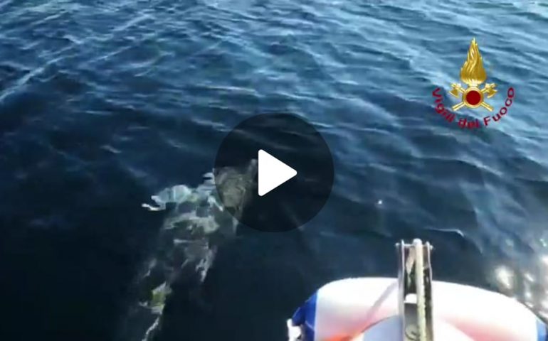 (VIDEO) Porto Torres, la “danza” di un delfino accompagna i sommozzatori dei Vigili del Fuoco