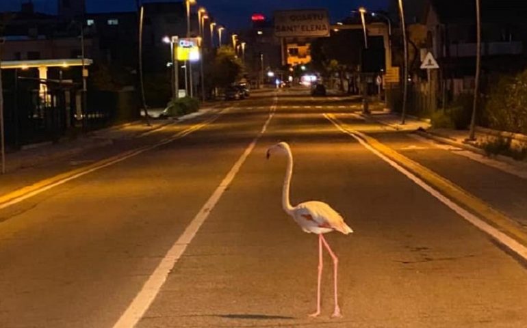 La fotonotizia. Fenicottero alla conquista di una Quartu deserta