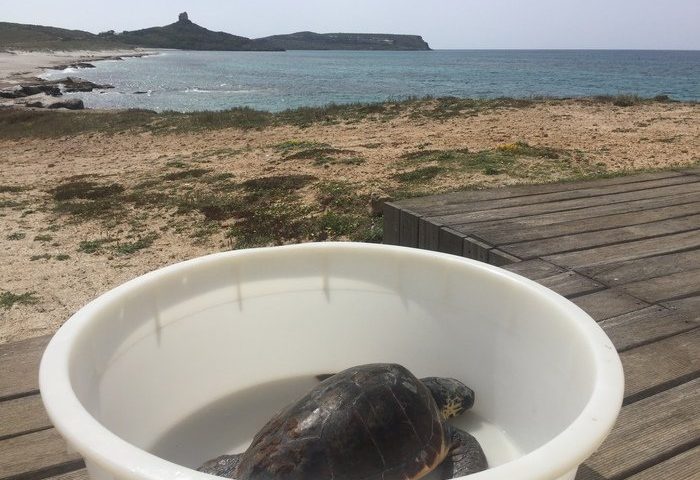 Cabras, tartaruga nelle reti: salvata dai pescatori