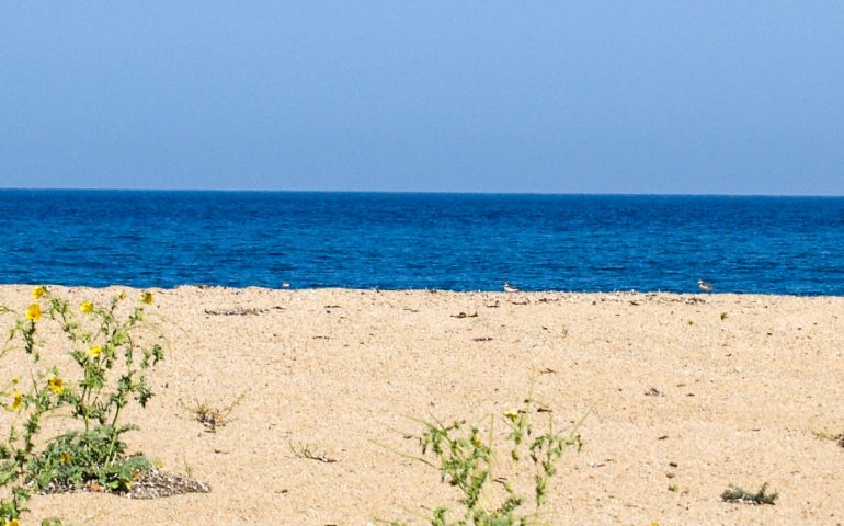 Sul litorale della Torre di Bari Sardo nidifica il corriere piccolo, specie protetta in via d’estinzione