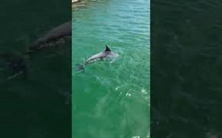 (VIDEO) La bellissima famigliola di delfini che “pranza” al Molo Ichnusa