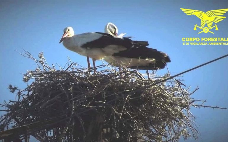 La Forestale: «Il lockdown ha spinto specie selvatiche a nidificare in luoghi insoliti, rispettatele»