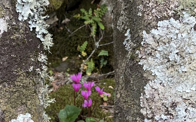 Le foto dei lettori. Ciclamini del Monte Idolo ( Arzana) nello scatto di Lisa Melis