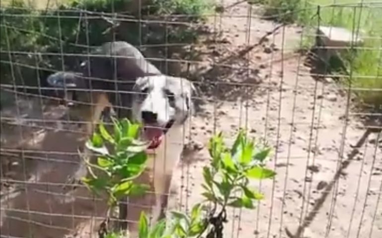 Osso, il cane scheletrico salvato in Ogliastra, cerca casa: bello, possente e sano, è pronto all’adozione