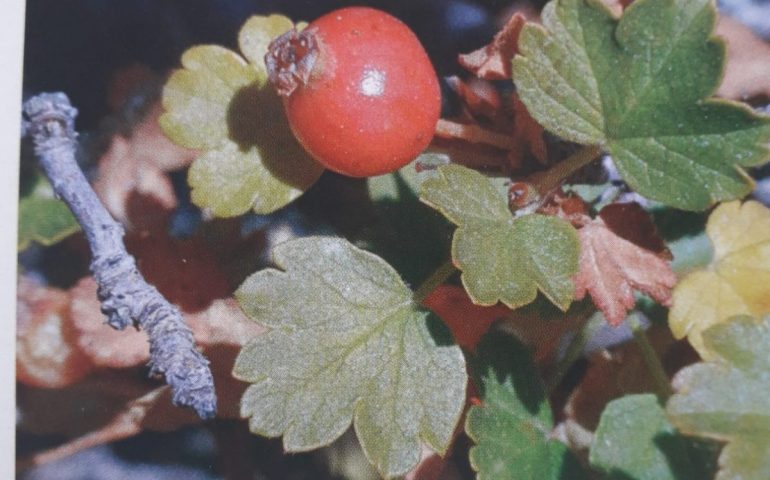 Lo sapevate? Il Ribes di Sardegna è una pianta rara che vive solo in una località del Supramonte