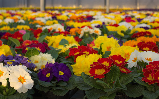 Bitti, il Comune lancia il progetto di recupero dei rioni. In regalo ai cittadini fiori di primavera