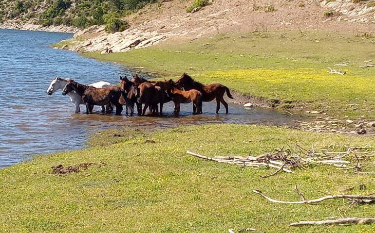 Le foto dei lettori. I cavalli si rinfrescano al lago Bau Muggerri