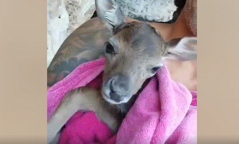 La storia a lieto fine: cucciolo di daino caduto in un dirupo e salvato da un surfista sardo a Porto Conte