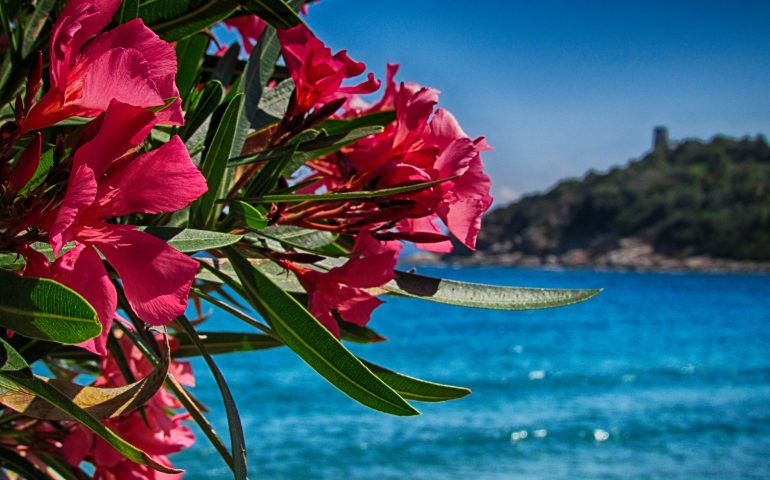 La primavera finalmente abbraccia la Sardegna: temperature sino a 20 gradi