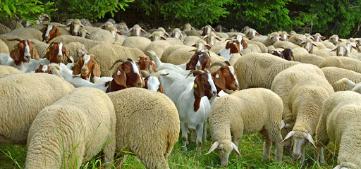 Coldiretti, via libera alla movimentazione di ovini e bovini senza il fardello dei 25 euro