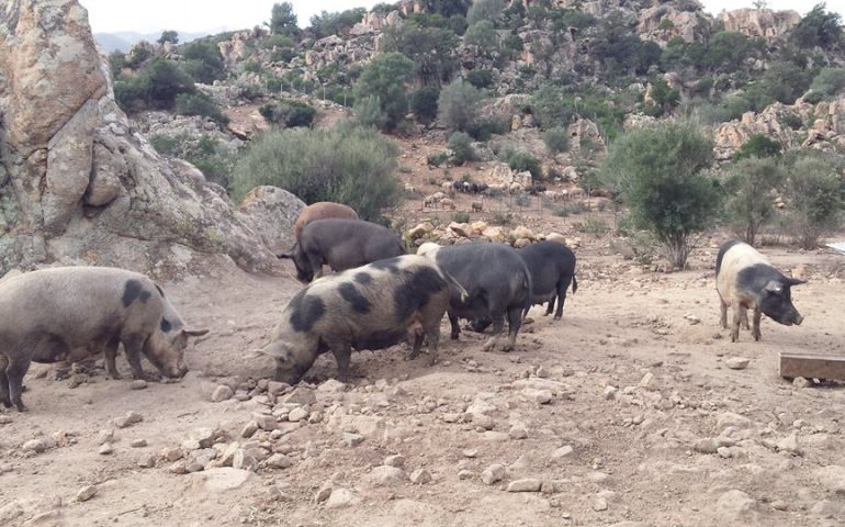 Peste suina, catturati e uccisi 81 maiali allo stato brado oggi a Urzulei