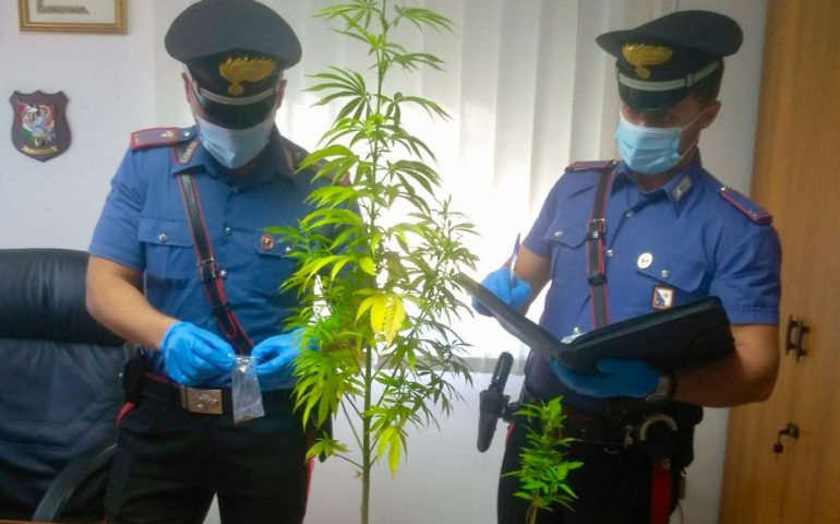 Perdasdefogu, 36enne coltiva cannabis in giardino. Denunciato dai carabinieri