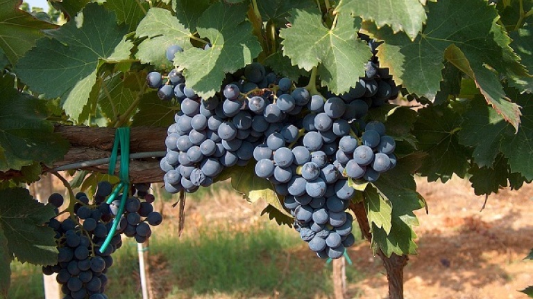 L’appello di Coldiretti: viticoltori uniti contro la norma europea sull’etichetta dei vini