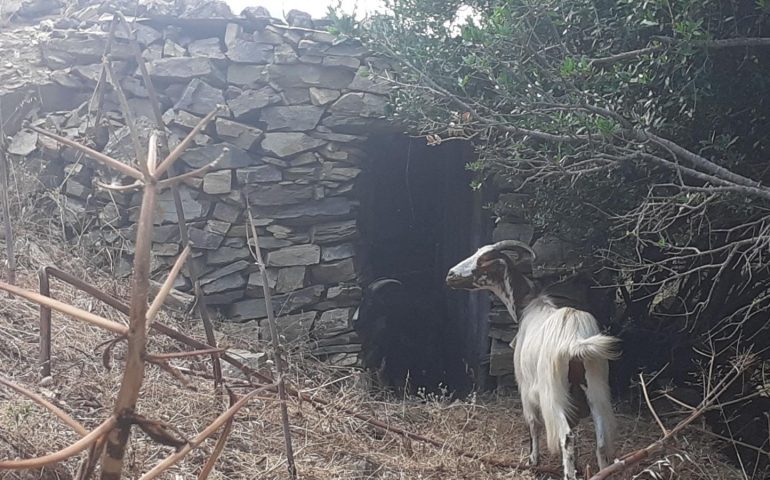 La foto dei lettori. Una capretta vaga per le campagne a Tertenia