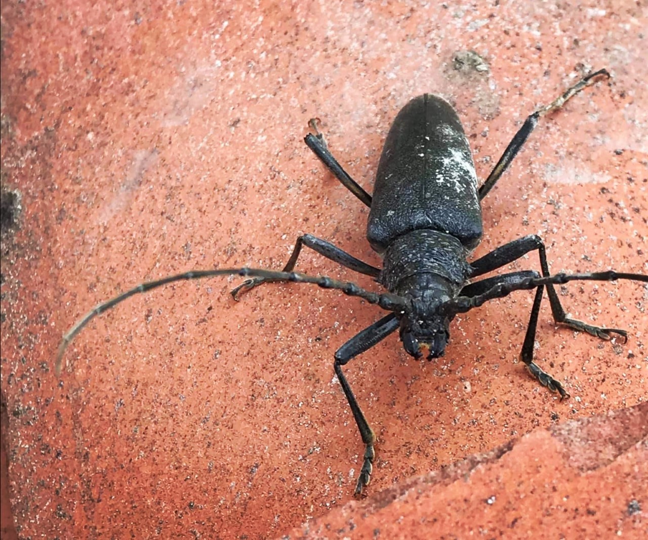 Esemplare di Cerambice della quercia. Foto scattata a Seui in questi giorni.