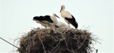 Una coppia di cicogne bianche nidifica sul Monte Acuto: nati quattro pulli