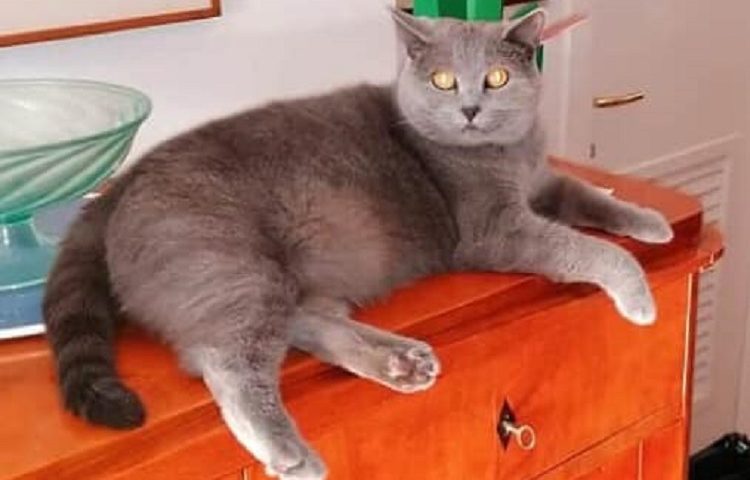 Baunei, gatta smarrita: i proprietari invitano chi l’avesse vista a contattarli
