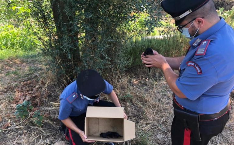 Orroli: cuccioli piccolissimi abbandonati in un parco, i Carabinieri li salvano