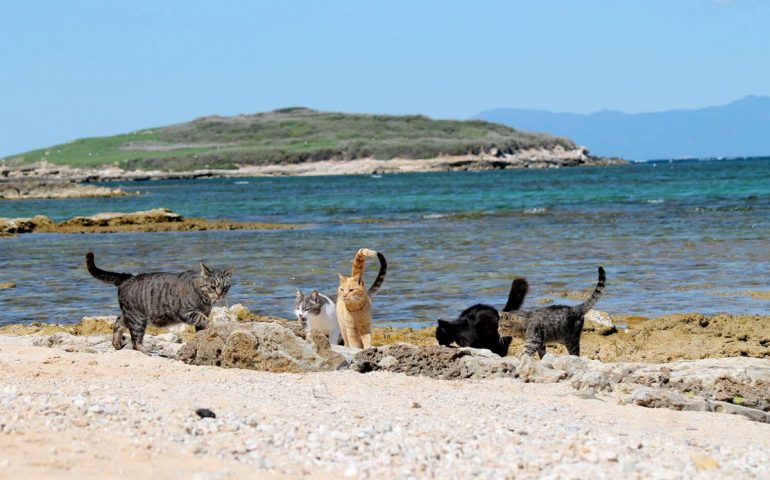 Le spiagge più belle della Sardegna. Su Pallosu, un mare speciale a misura di felino