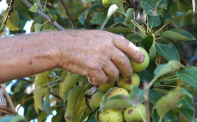 Il Ceas di Lodè avvia un progetto di recupero e valorizzazione della biodiversità