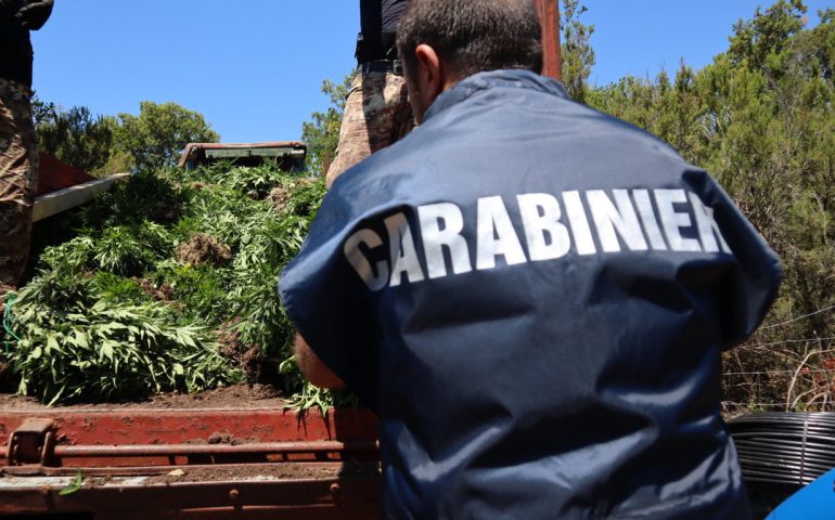 (VIDEO) Montresta-Bosa: maxi operazione antidroga dei carabinieri. Sequestrate due grandi piantagioni di marijuana, quattro giovani nei guai