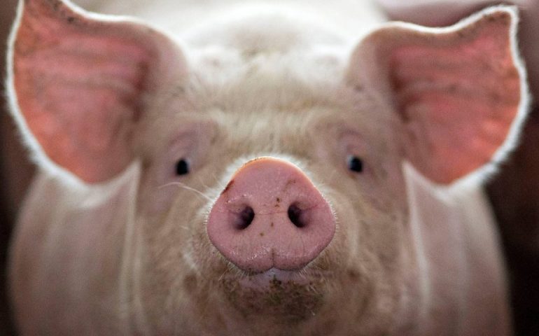 Peste suina, Coldiretti Sardegna: “Stop animali dalla Germania e via libera a Export sardo”