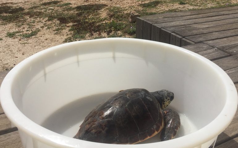 Pio, la tartaruga salvata da un pescatore, dopo 3 mesi di cure oggi verrà liberata nel Sinis