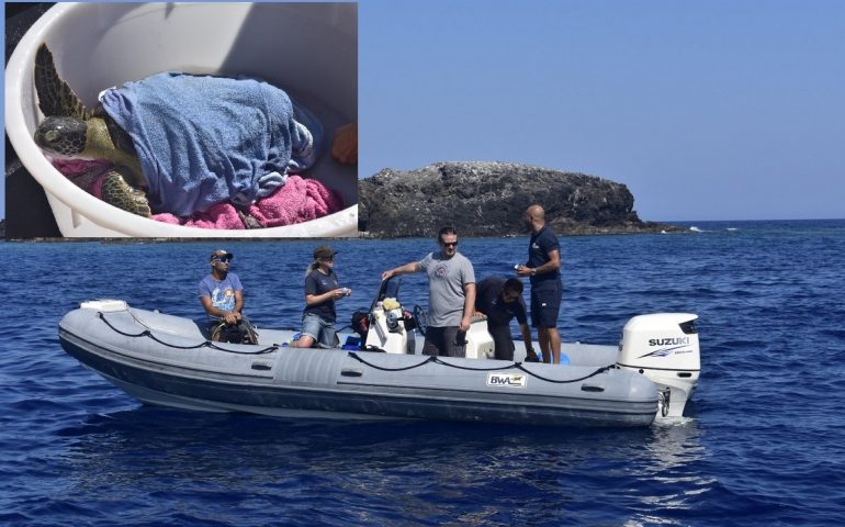 Arrubia è tornata in mare: il raro esemplare di tartaruga verde liberato a Cabras