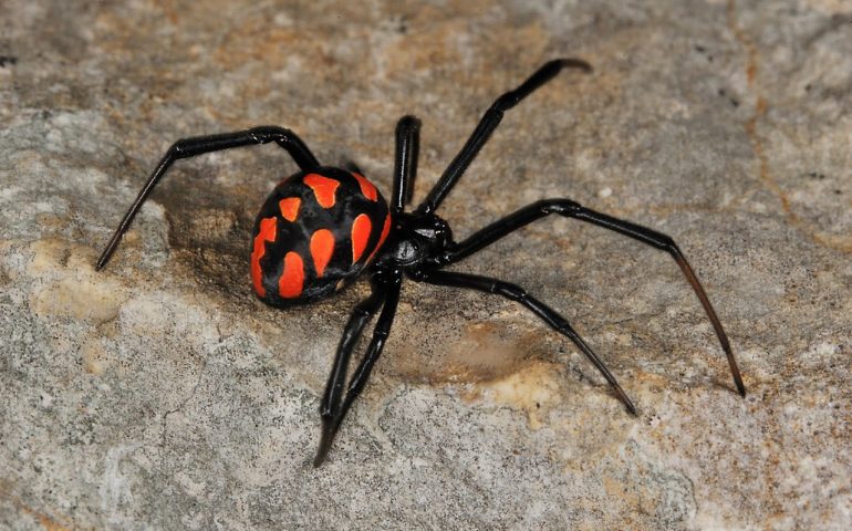 Villasimius, avvistato l’unico e raro ragno velenoso presente in Sardegna, la vedova nera mediterranea