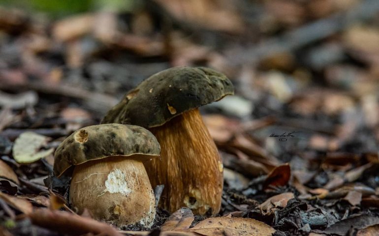 Le foto dei lettori. E autunno sia: spuntano i funghi in Ogliastra