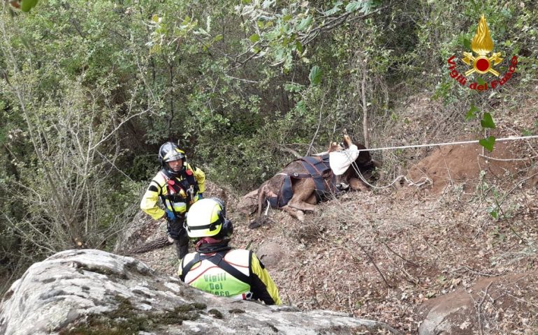 (VIDEO) Mucca cade in un dirupo: lo spettacolare salvataggio dei Vigili del fuoco a Foresta Burgos