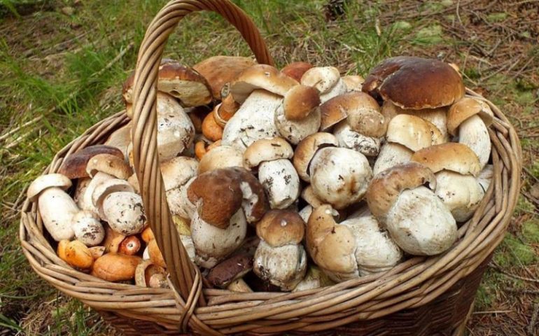 Tutti a caccia di funghi: presso il SIAN a Lanusei è possibile accertarne la commestibilità