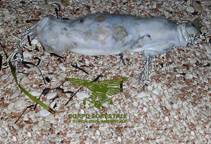 I resti di un piccolo di foca monaca ritrovati a Cala Gonone: l’eccezionale scoperta