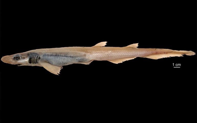 Eccezionale scoperta a Villasimius: pescato il primo gattuccio mutante del mondo