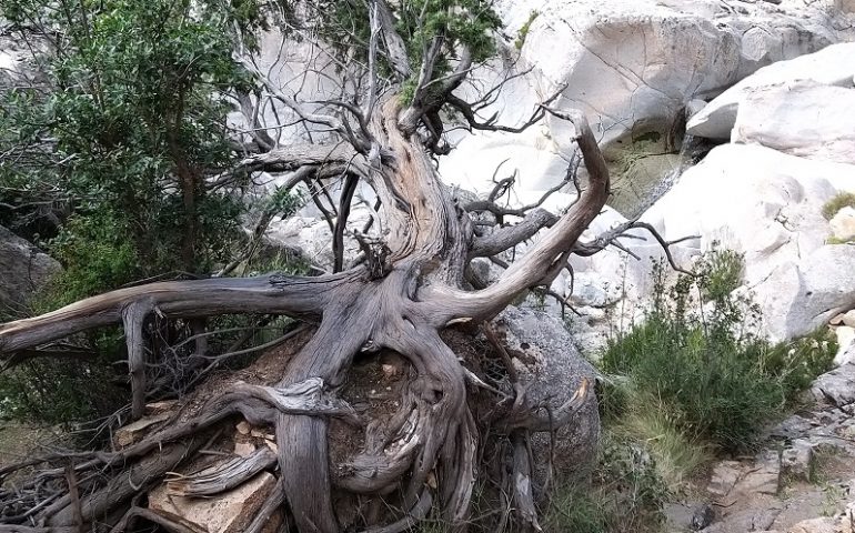 Le foto dei lettori. Maestoso e bellissimo ginepro nelle piscine naturali di Bau Mela