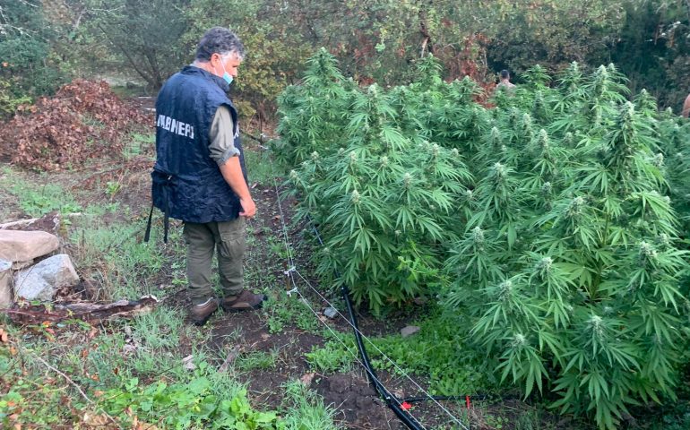 (VIDEO) Maxi piantagione di marijuana scoperta a Sedilo: distrutte 1.250 piante del valore di alcuni milioni