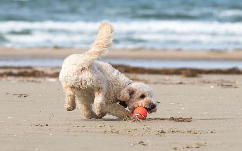 Dorgali, vietata la balneazione nella spiaggia dog friendly: l’annuncio della Sindaca Fancello