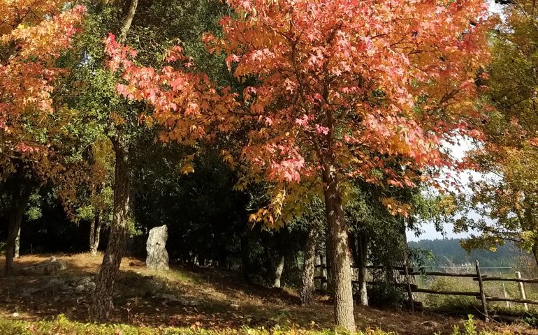 La foto del giorno. Autunno in Ogliastra nello scatto di Barbarina Scudu