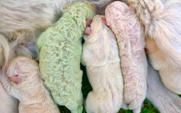 Pattada: ecco a voi Pistacchio, il cucciolo di labrador nato verde