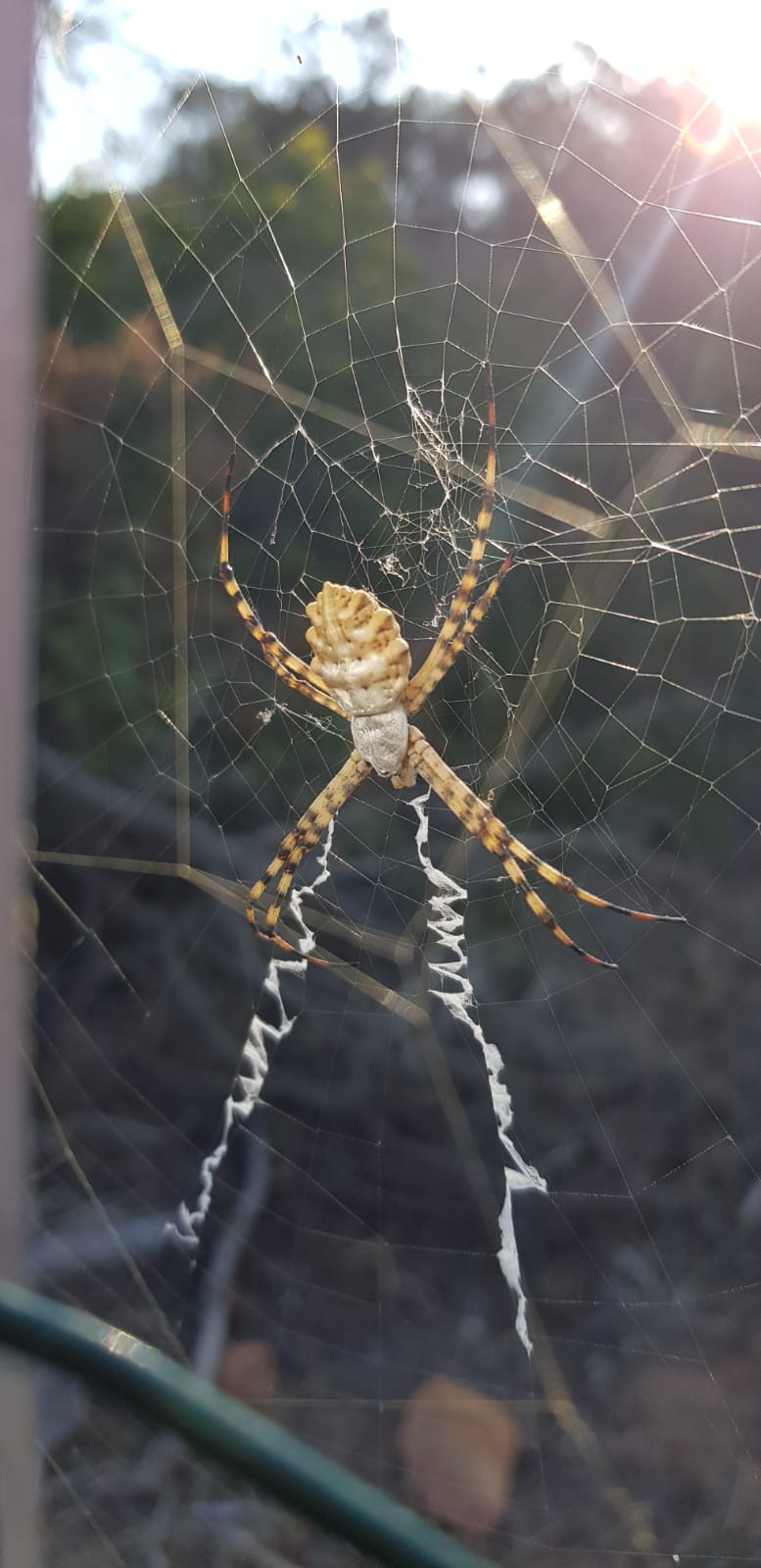 Nella foto l'Argiope lobata o ragno tigre, foto di Roberto Anedda.