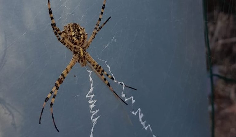 Nella foto l'Argiope lobata o ragno tigre, foto di Roberto Anedda.