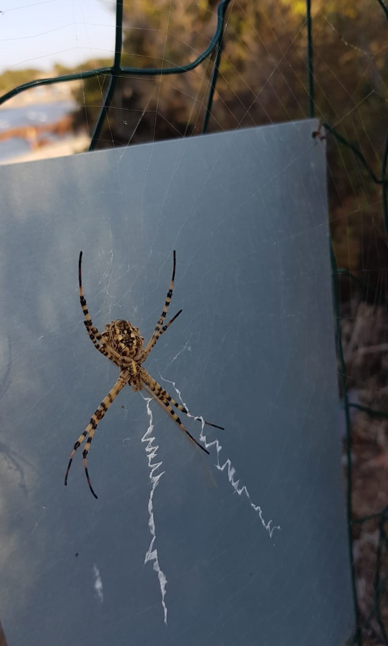 Nella foto l'Argiope lobata o ragno tigre, foto di Roberto Anedda.