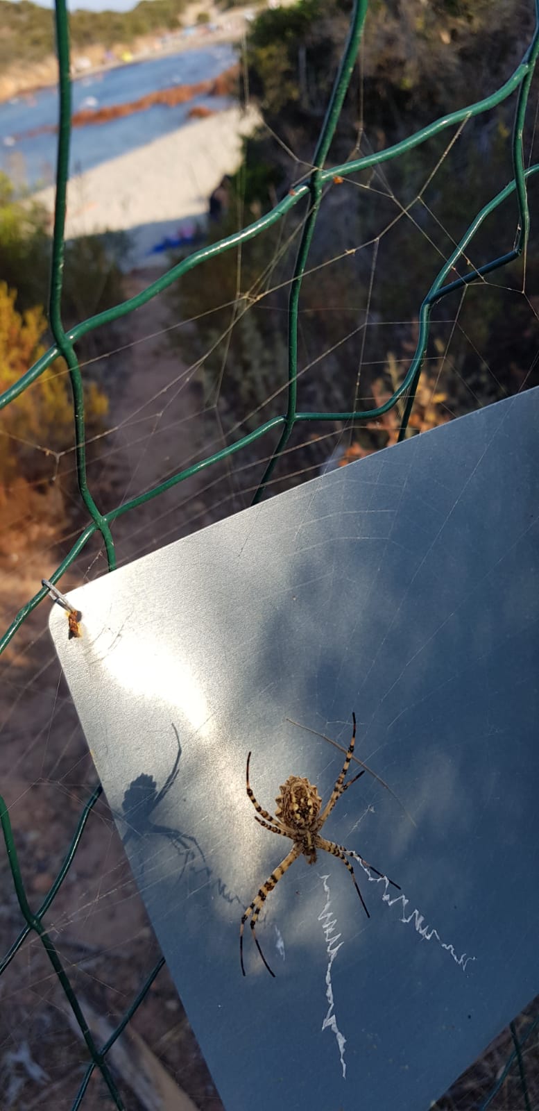 Nella foto l'Argiope lobata o ragno tigre, foto di Roberto Anedda.