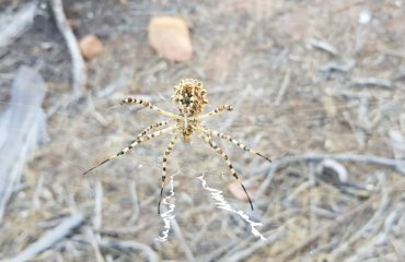 Nella foto l'Argiope lobata o ragno tigre, foto di Roberto Anedda.