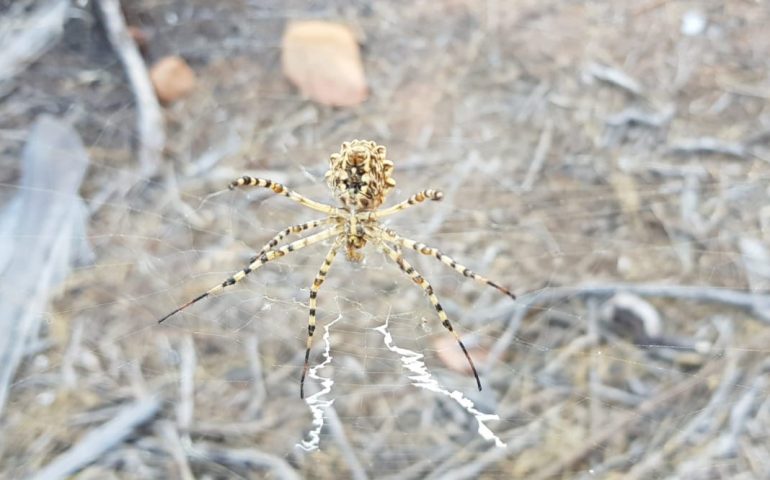 Nella foto l'Argiope lobata o ragno tigre, foto di Roberto Anedda.