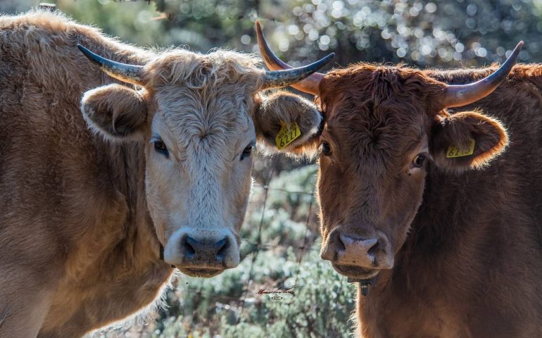 Sardegna, nuovi casi di malattia del cervo: stop alla riapertura della movimentazione di bovini e ovini